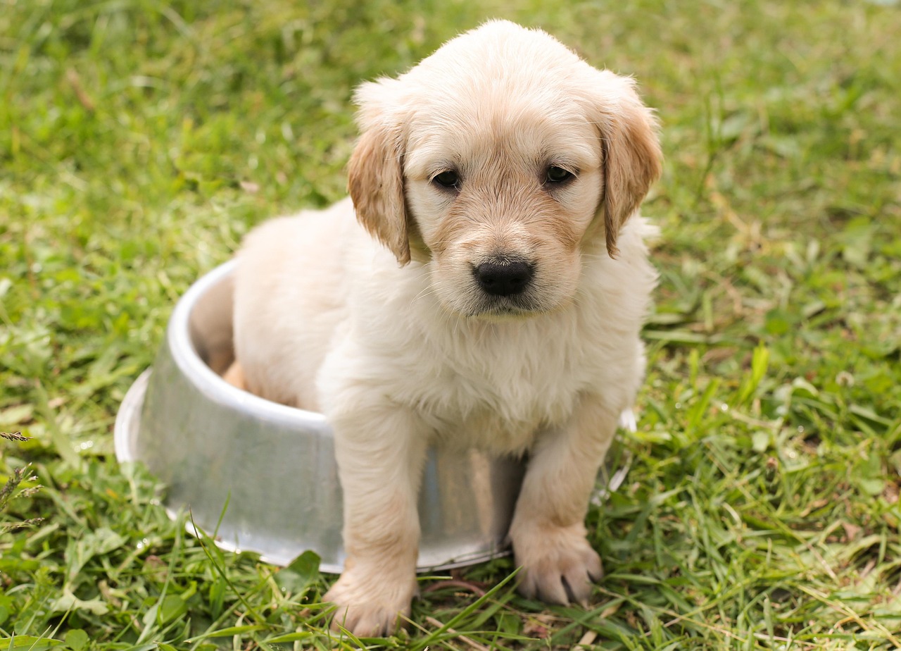 犬の健康は腸内フローラからスタート！
